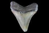 Juvenile Megalodon Tooth - Georgia #75386-1